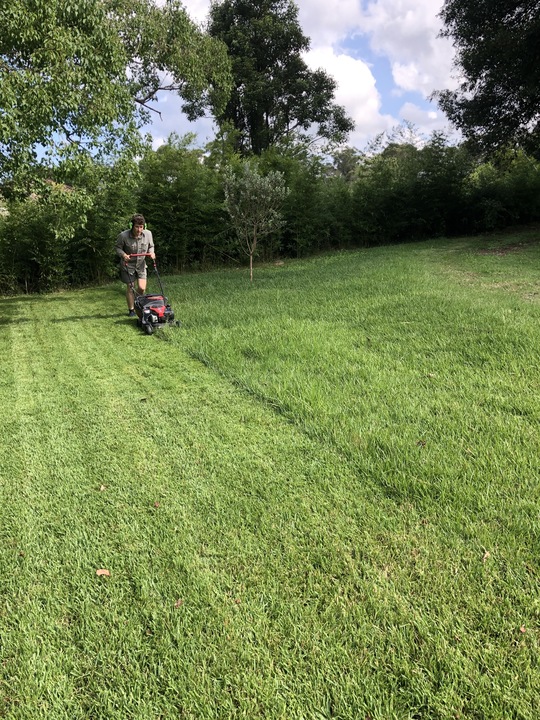 Front lawn mowed to an even finish beside a driveway in Sydney