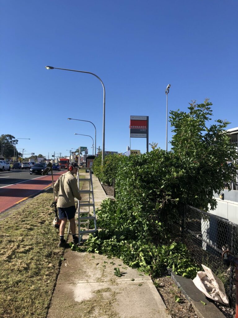 A Sydney Gardeners crew member in hearing protection trimming a roadside commercial hedge from a stepladder, with cuttings across the footpath