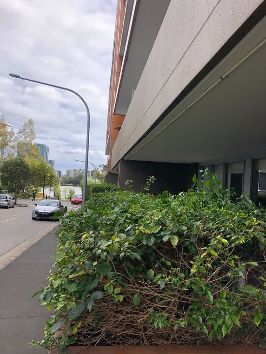 Freshly trimmed formal hedge with clean straight lines, Sydney