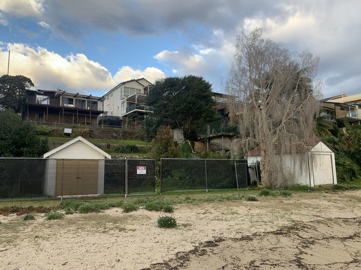Completed canopy reduction and tree shaping in a Sydney backyard