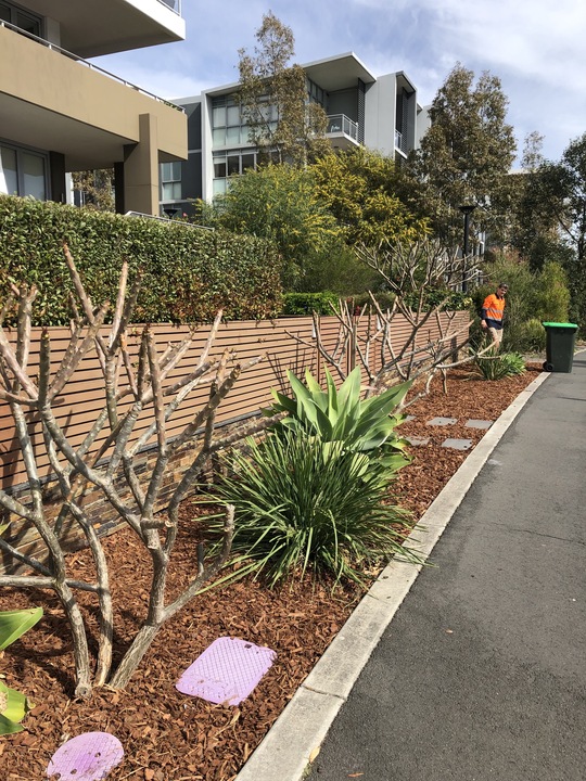 Tidied garden after turf removal and replanting